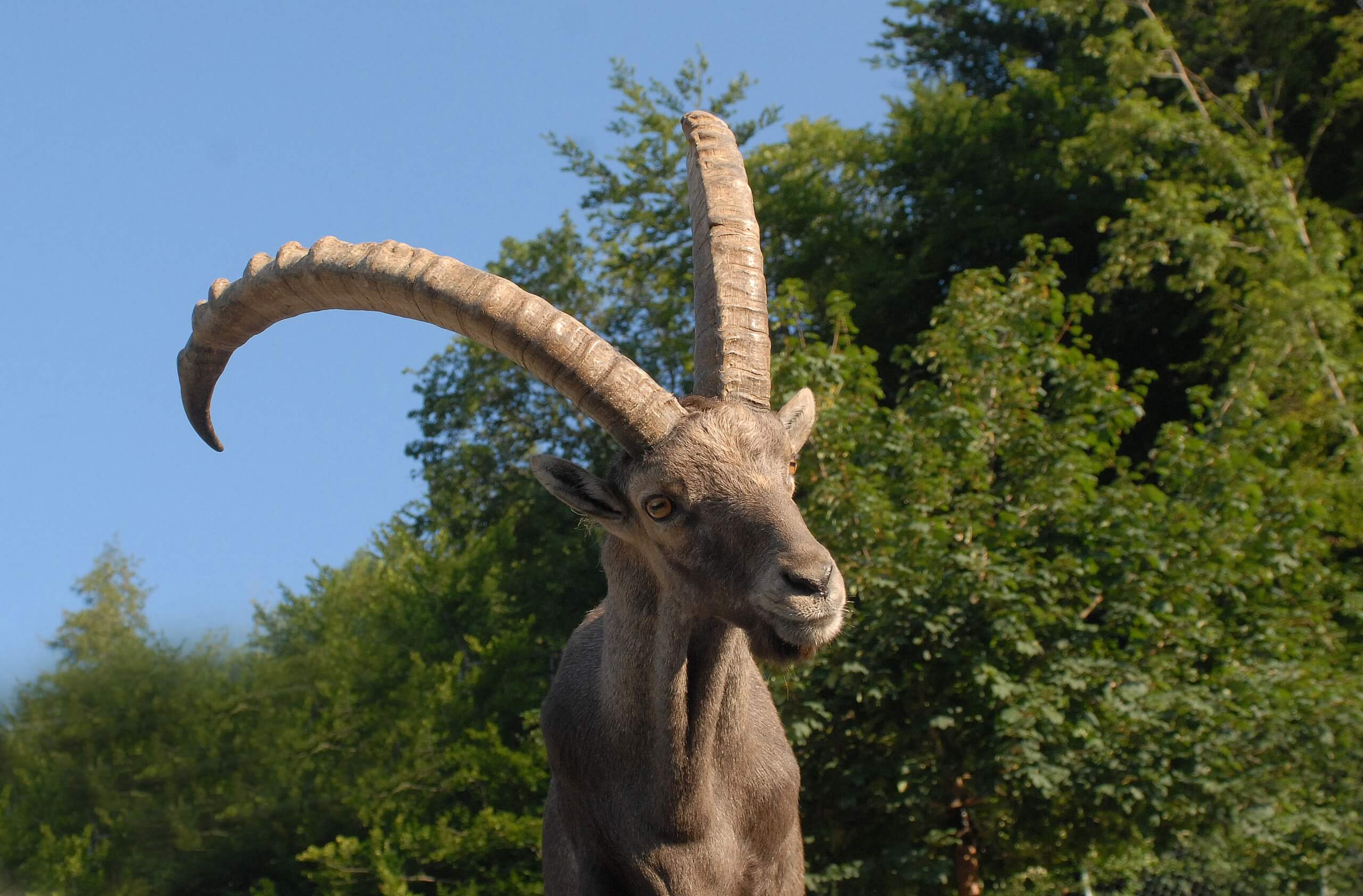 Alpenwildpark Interlaken